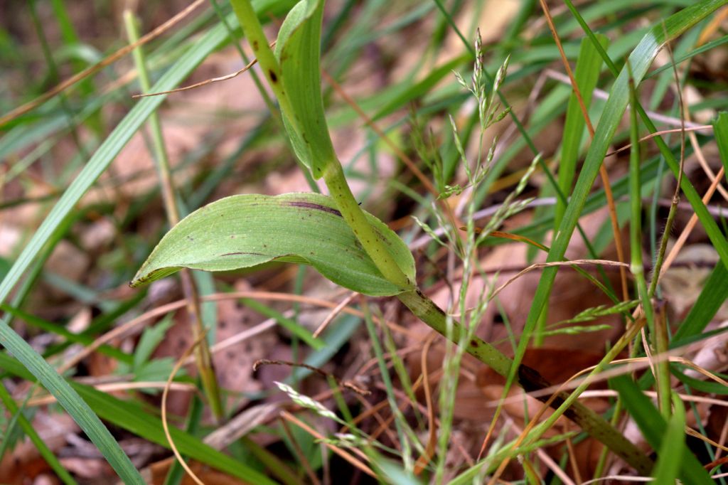 Epipactis muelleri?